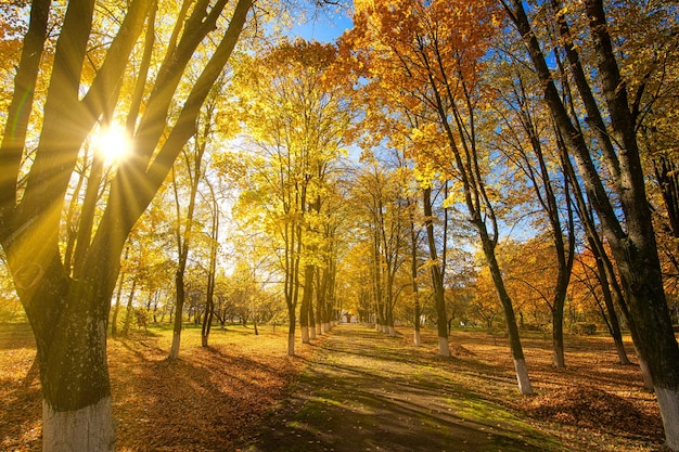 Dawn in the autumn forest The sun's rays break through the morning fog