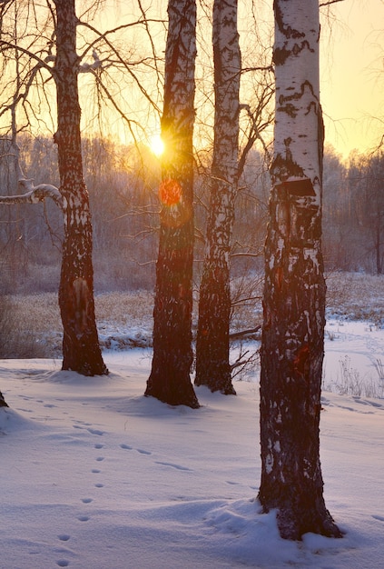 Dawn among the birches. The trunks of the trees among the snow drifts, the rays of the rising sun