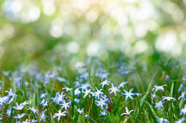 Dawn landscape with blooming flowers Natural background