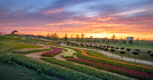 Dawn in the park, tulips bloom in the fields