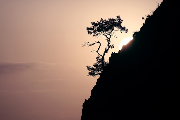 Dawn in the rocks on the background of growing pine