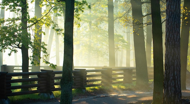 Dawn in the summer forest Sun rays fog and tree branches