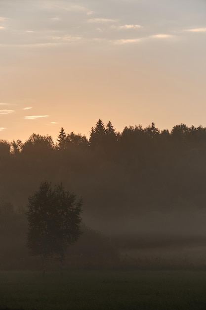 Dawn in village forest field and two birch trees stand in fog illuminated by rays of rising sun