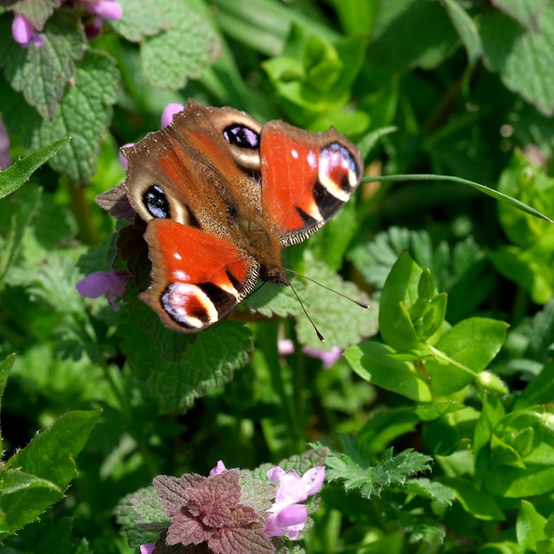 Day butterfly Admiral