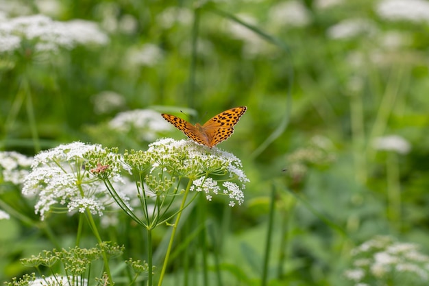 The day butterfly checker Melitaea opens its wings on yarrow or chervil flowers