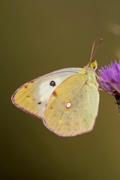 Day butterfly perched on flower, Colias alfacariensis