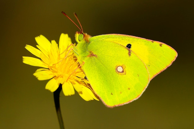 Day butterfly perched on flower, Colias crocea.