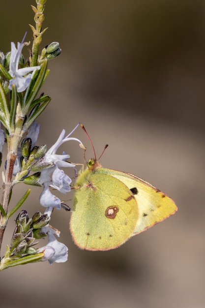 Day butterfly perched on flower, Colias crocea.