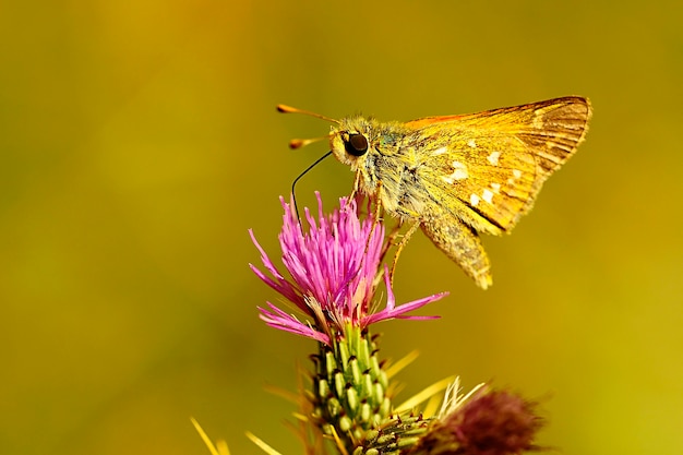 Day butterfly perched on flower, Hesperia comma.