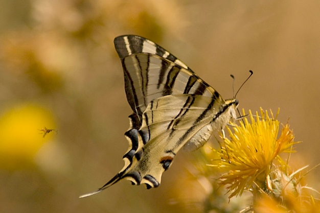 Day butterfly perched on flower, Iphiclides feisthamelii