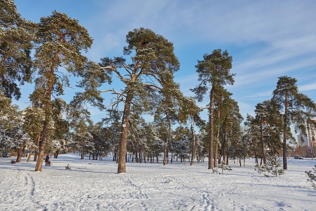 Day in the snowy winter forest