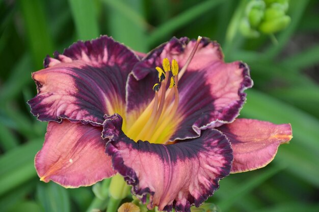 Daylily blooms in the garden in summer