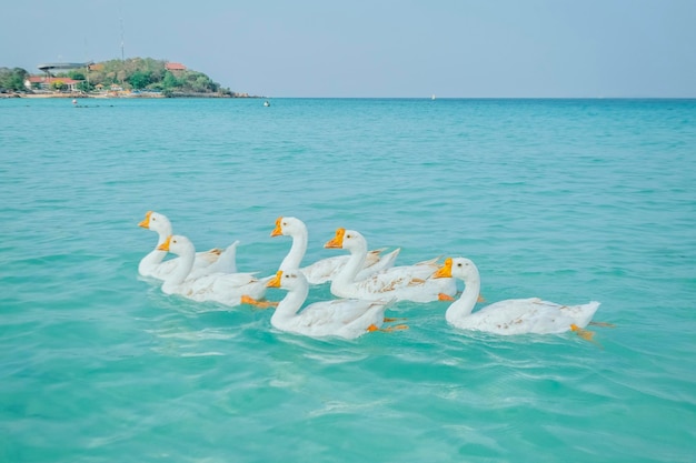 Daytime atmosphere There are geese swimming along the beach clear water Koh Larn Tropical Beach Pattaya City Chonburi Thailand