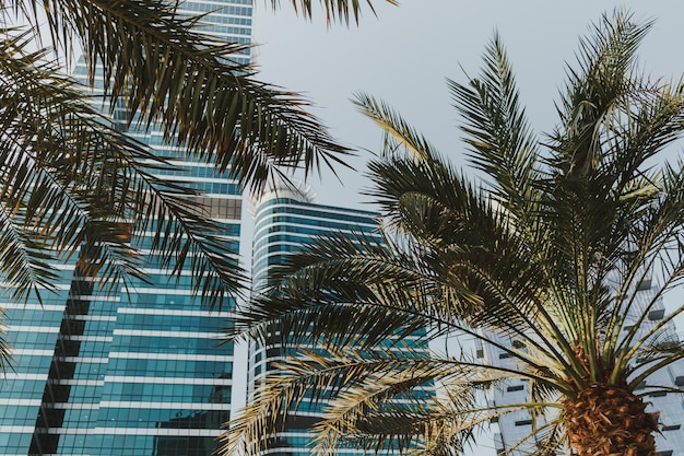 Daytime modern skyscraper business tower and residential building with blue sky and palm tree