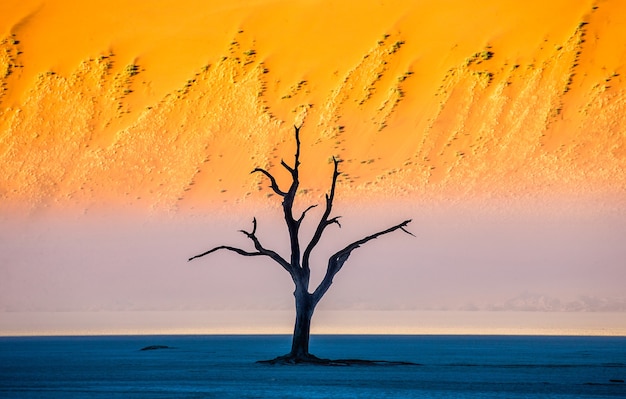 Dead acacia trees, sand dunes and stripes of morning fog