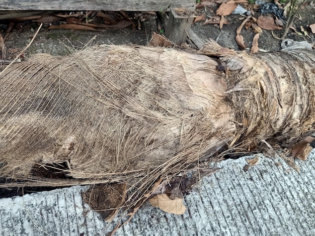 A dead animal is laying on the ground next to a wooden fence.