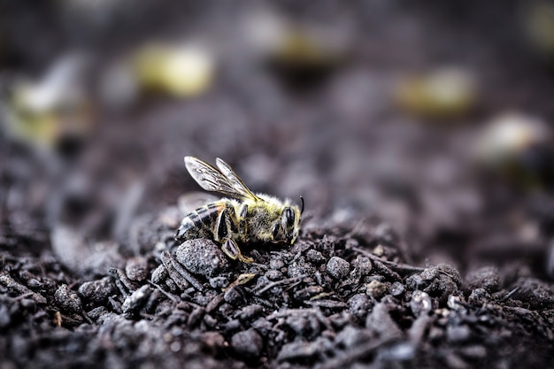 Dead bee dropped to the ground after pesticide use