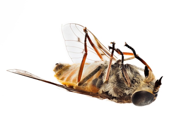 Dead bee or fly lying on back in macro