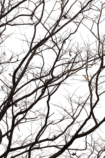 Dead branches , Silhouette dead tree or dry tree on white background with clipping path.