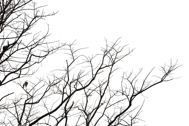 Dead branches , Silhouette dead tree or dry tree on white background with clipping path.