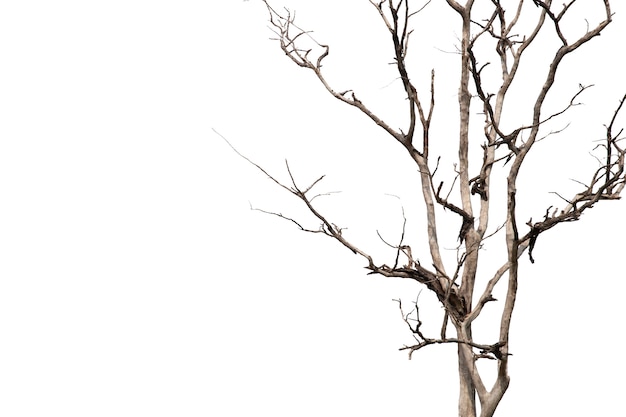 Dead branches, Silhouette dead tree or dry tree on white background with clipping path.