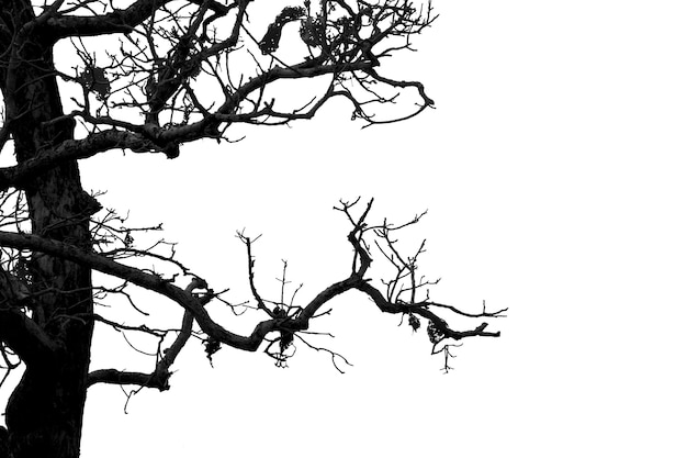 Dead branches, Silhouette dead tree or dry tree on white background with clipping path.