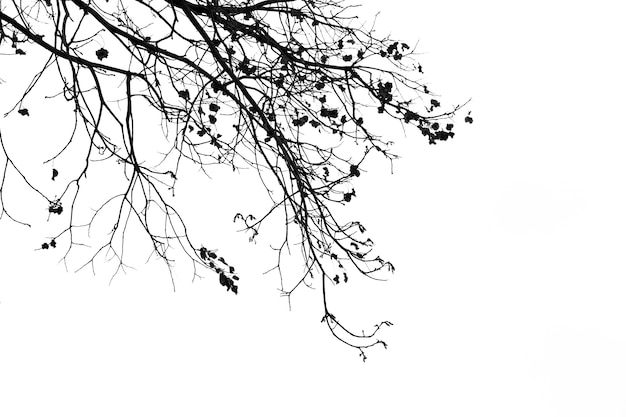 Dead branches, Silhouette dead tree or dry tree on white background with clipping path.