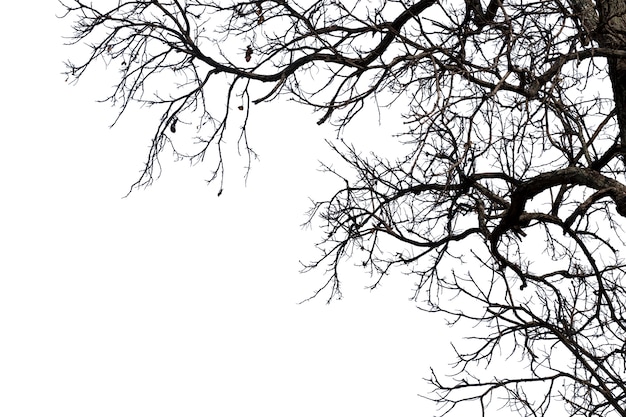 Dead branches, Silhouette dead tree or dry tree on white background with clipping path.