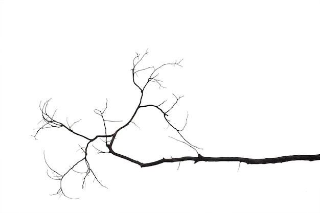 Dead branches , Silhouette dead tree or dry tree on white background with clipping path.