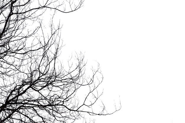 Dead branches, Silhouette dead tree or dry tree on white background 