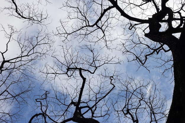 Dead branches tree silhouette with blue sky and cloud