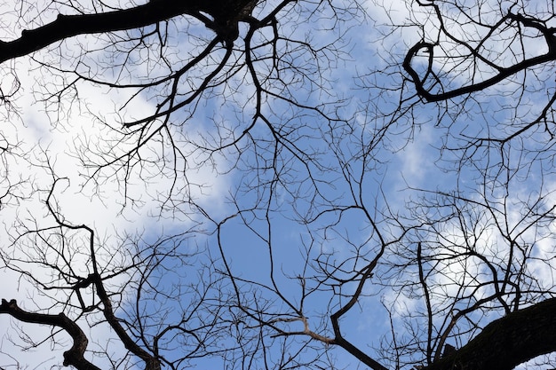 Dead branches tree silhouette with blue sky and cloud