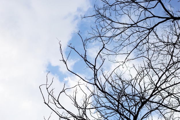 Dead branches tree silhouette with blue sky and cloud