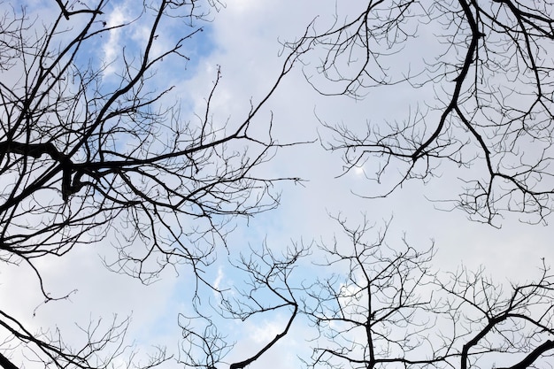 Dead branches tree silhouette with blue sky and cloud