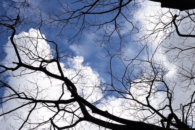 Dead branches tree silhouette with blue sky and cloud