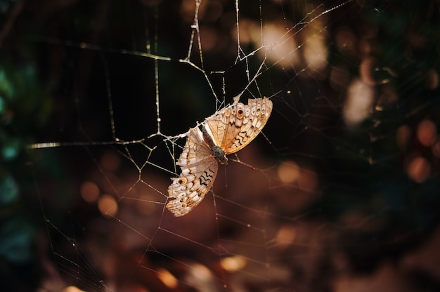 Dead brown butterfly stuck on a spider web