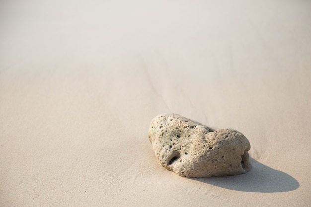 Dead coral on the beach in the morning