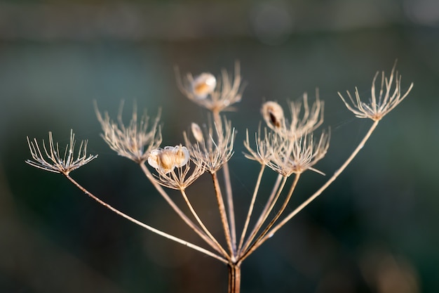 Dead Cow Parsley illuminated by early morning winter sunshine