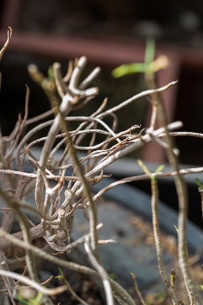 Dead and dried tree twings in a flower pot.