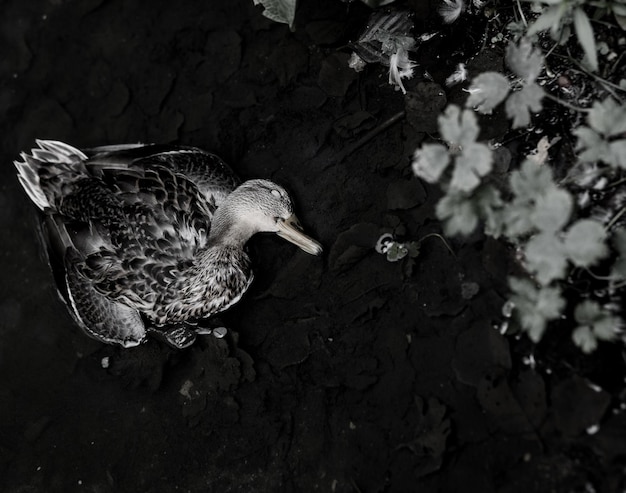 Dead duck in the pond