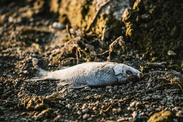 Dead fish on the beach sea pollution concept