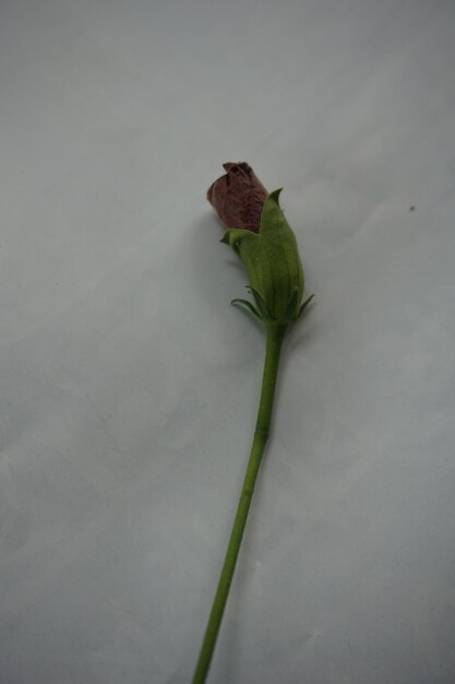 Photo a dead flower is laying on a white surface