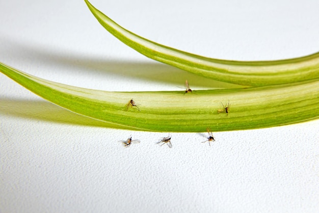 Dead flower midges of sciarids and leaves of houseplants