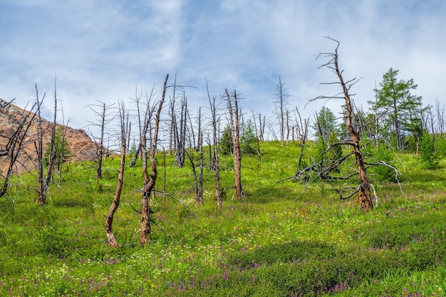 Dead forest in Altai Mountains during nice day clear blue sky with clouds.