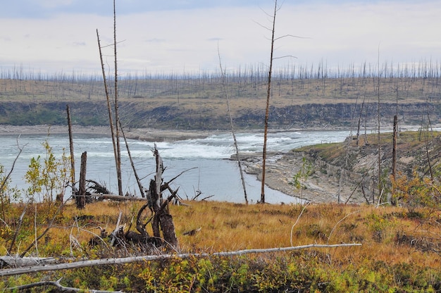 Dead Forest killed by the Norilsk Nickel Plant