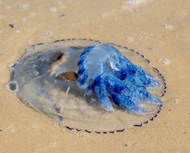 Photo dead jellyfish on the black sea shore on a summer day