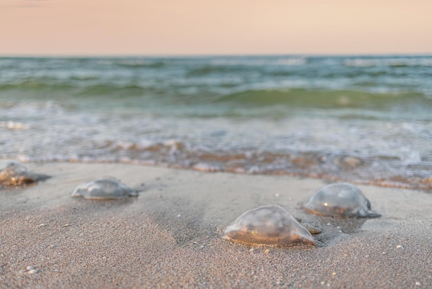 Dead jellyfish lie on a sandy shore signed by water on the Sea of Azov