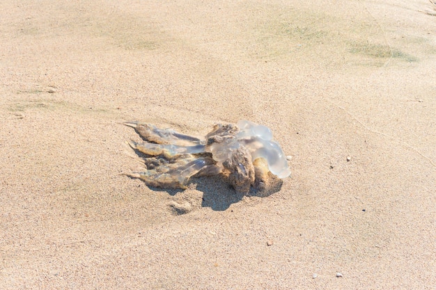 A dead jellyfish washed up on the shore Jellyfish on the coast of the Sea of Azov Wormlike filaments with poisonous stinging cells can cause painful injuries to people