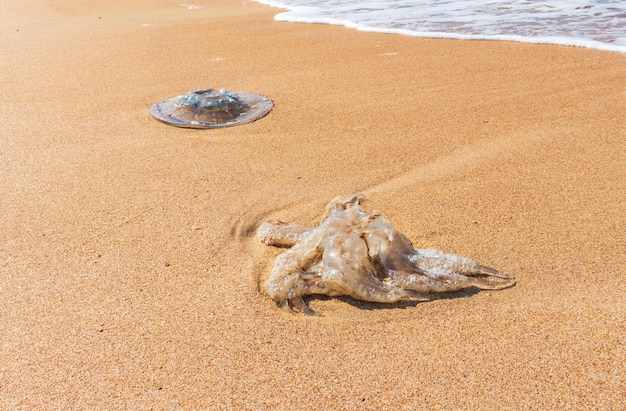 A dead jellyfish washed up on the shore Jellyfish on the coast of the Sea of Azov Wormlike filaments with poisonous stinging cells can cause painful injuries to people