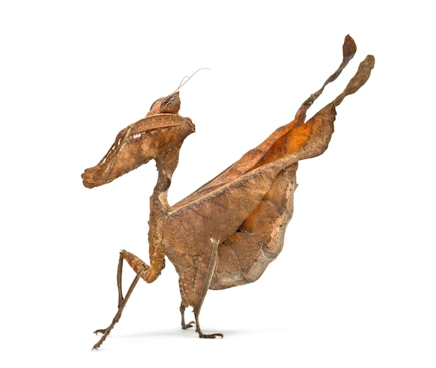 Dead leaf mantises - Acanthops Sp - isolated on white